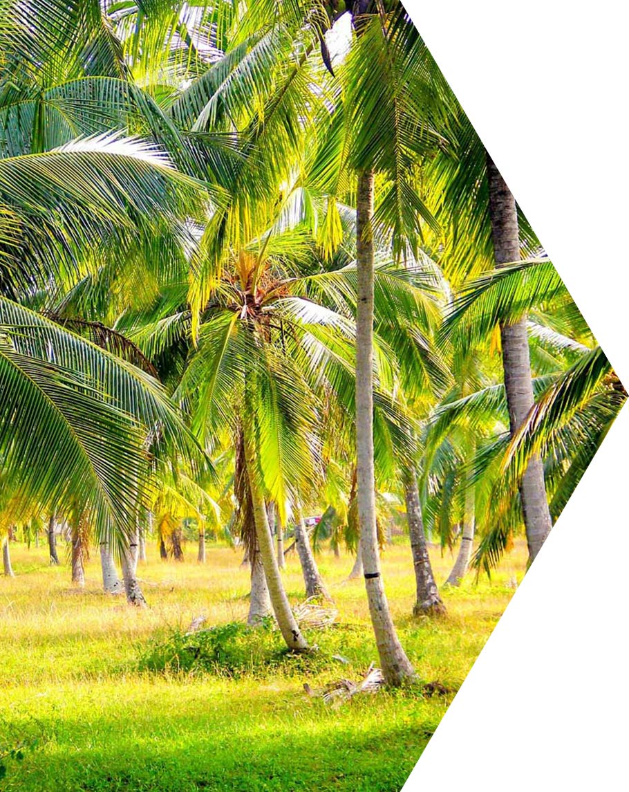 Coconut trees