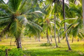 CoconutPlantation