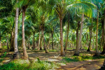 CoconutPlantation
